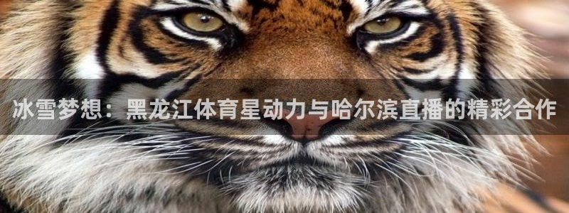 玩球直播免费直播：冰雪梦想：黑龙江体育星动力与哈尔滨直播的精彩合作