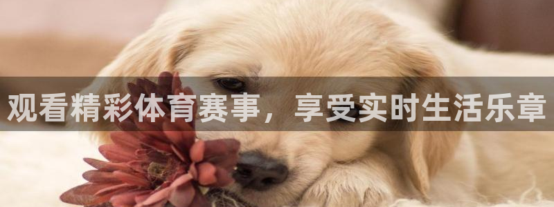 玩球直播在线观看免费观看：观看精彩体育赛事，享受实时生活乐章