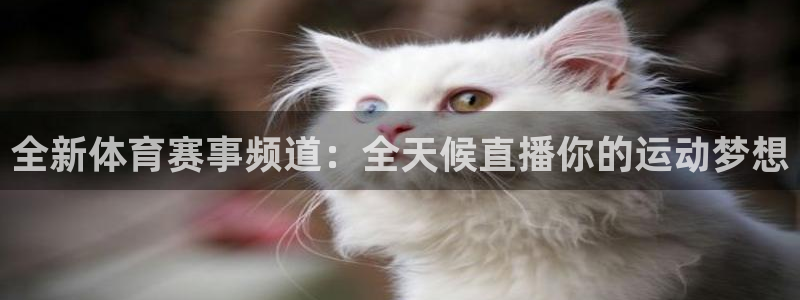 玩球直播安卓下载：全新体育赛事频道：全天候直播你的运动梦想